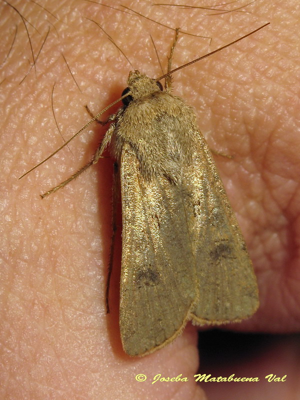 Caradrina sp.? No, Agrotis sp. - Noctuidae